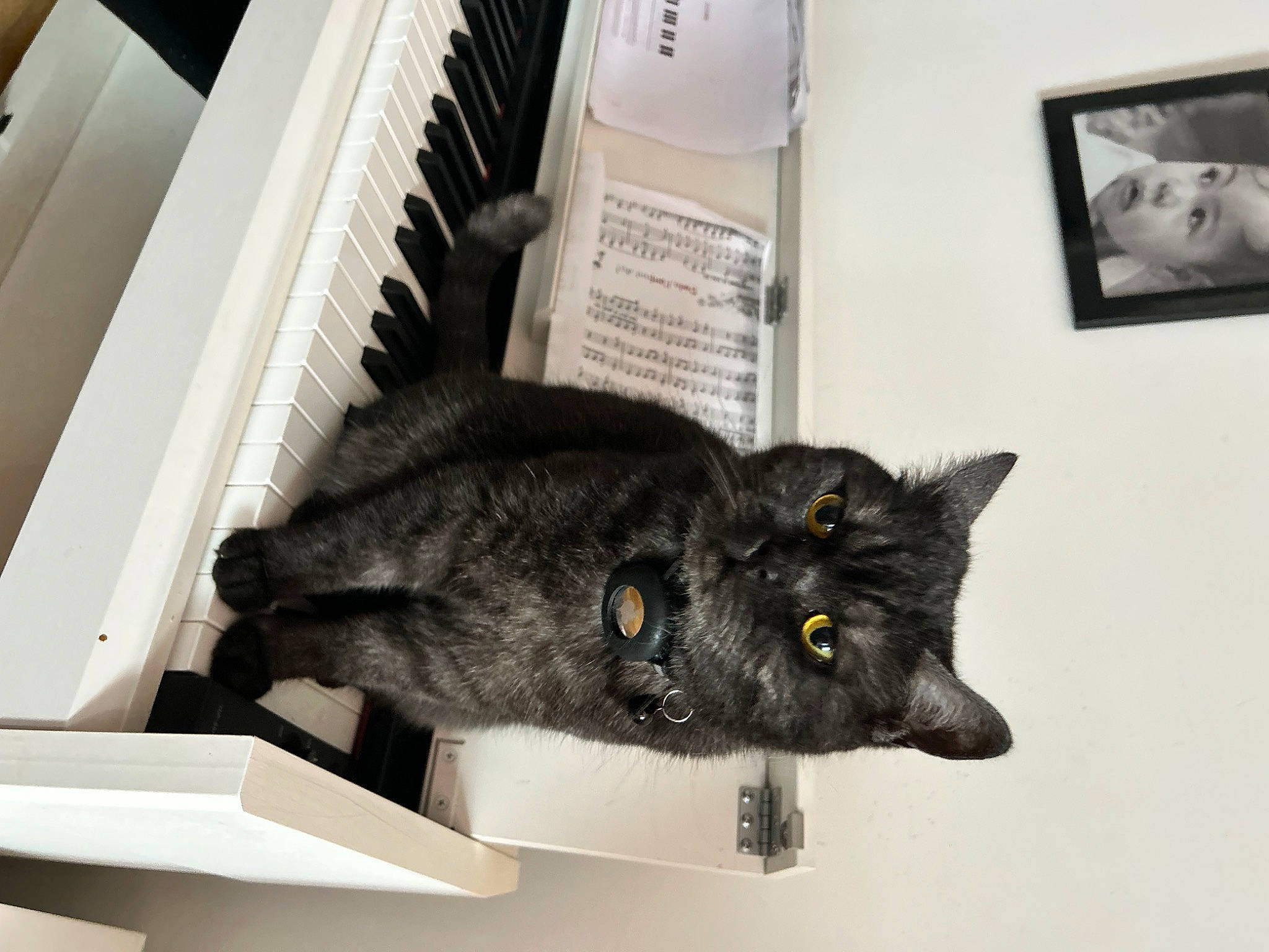 Pastelle a rejoint le concours — aidez-le/la à gagner de superbes lots ! black_cat, box, carnivore, cat, claw, domestic_short_haired_cat, felidae, fur, grey, picture_frame, room, small_to_medium_sized_cats, snout, table, tail, terrestrial_animal, whiskers