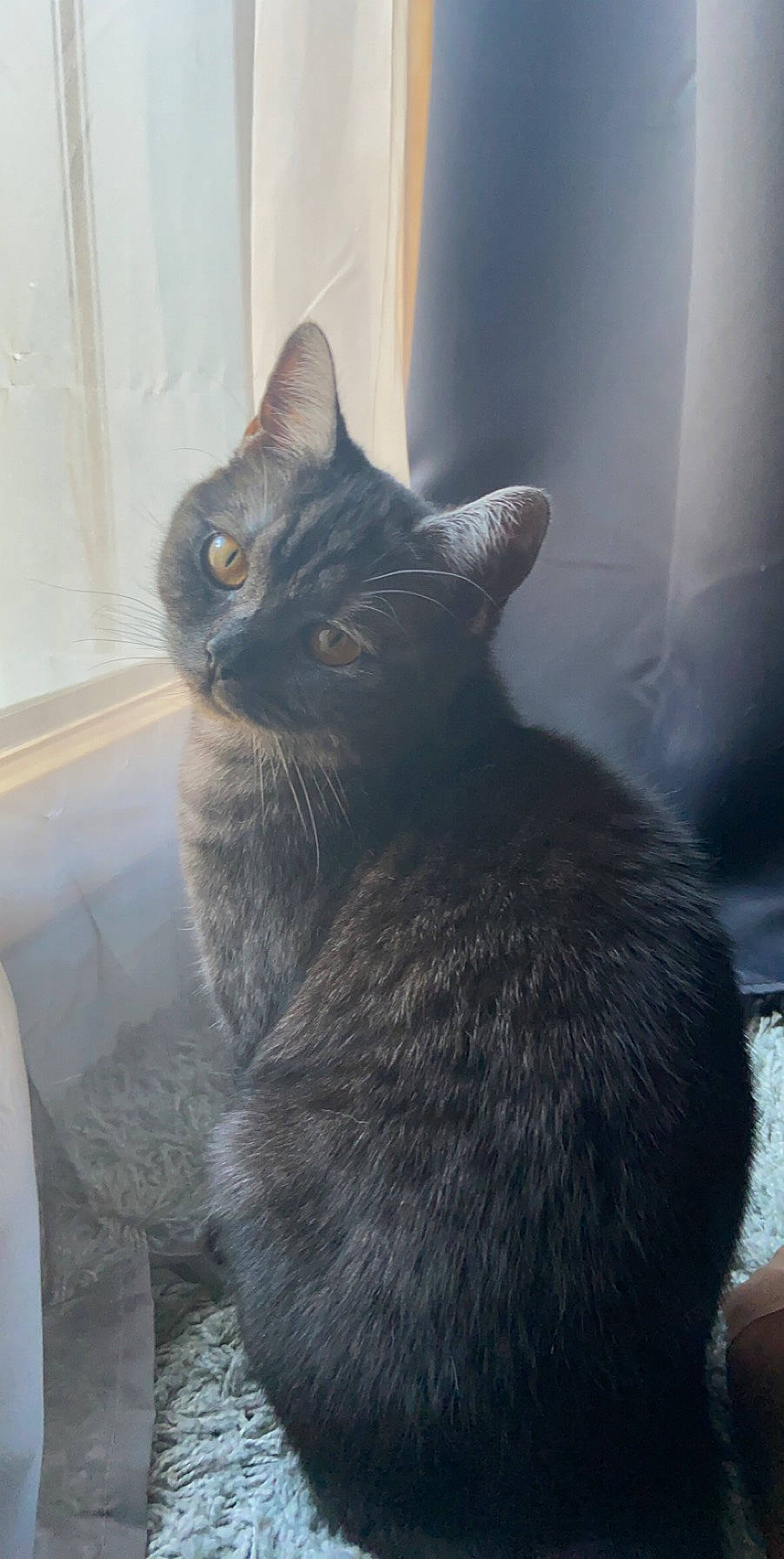 Pastelle a rejoint le concours — aidez-le/la à gagner de superbes lots ! black_cat, carnivore, cat, chartreux, domestic_short_haired_cat, felidae, fur, grey, monochrome_photography, paw, small_to_medium_sized_cats, snout, tail, whiskers, window