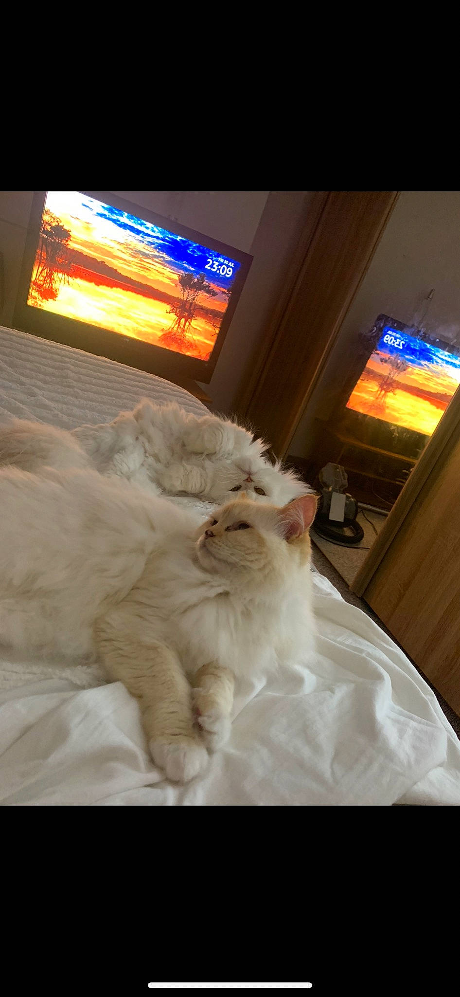 Gucci joined the competition — help win amazing prizes! cable_television, carnivore, cat, comfort, companion_dog, display_device, fawn, felidae, flat_panel_display, gadget, home_appliance, lamp, led_backlit_lcd_display, living_room, pillow, small_to_medium_sized_cats, tail, television, television_set, whiskers