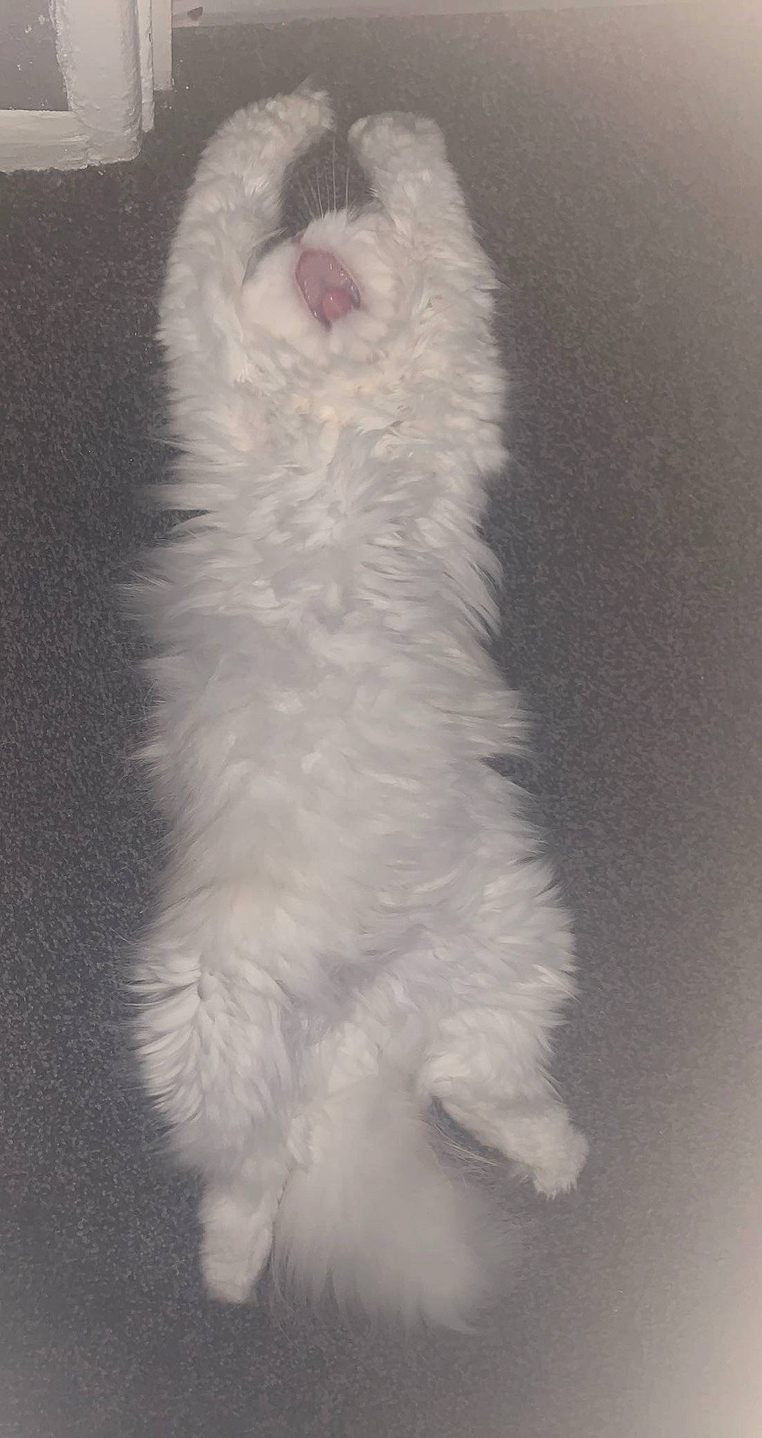 Gucci is registered to the contest to win money with this photo: carnivore, companion_dog, dog, dog_breed, fur, paw, snout, sporting_group, tail, terrestrial_animal, whiskers, working_animal