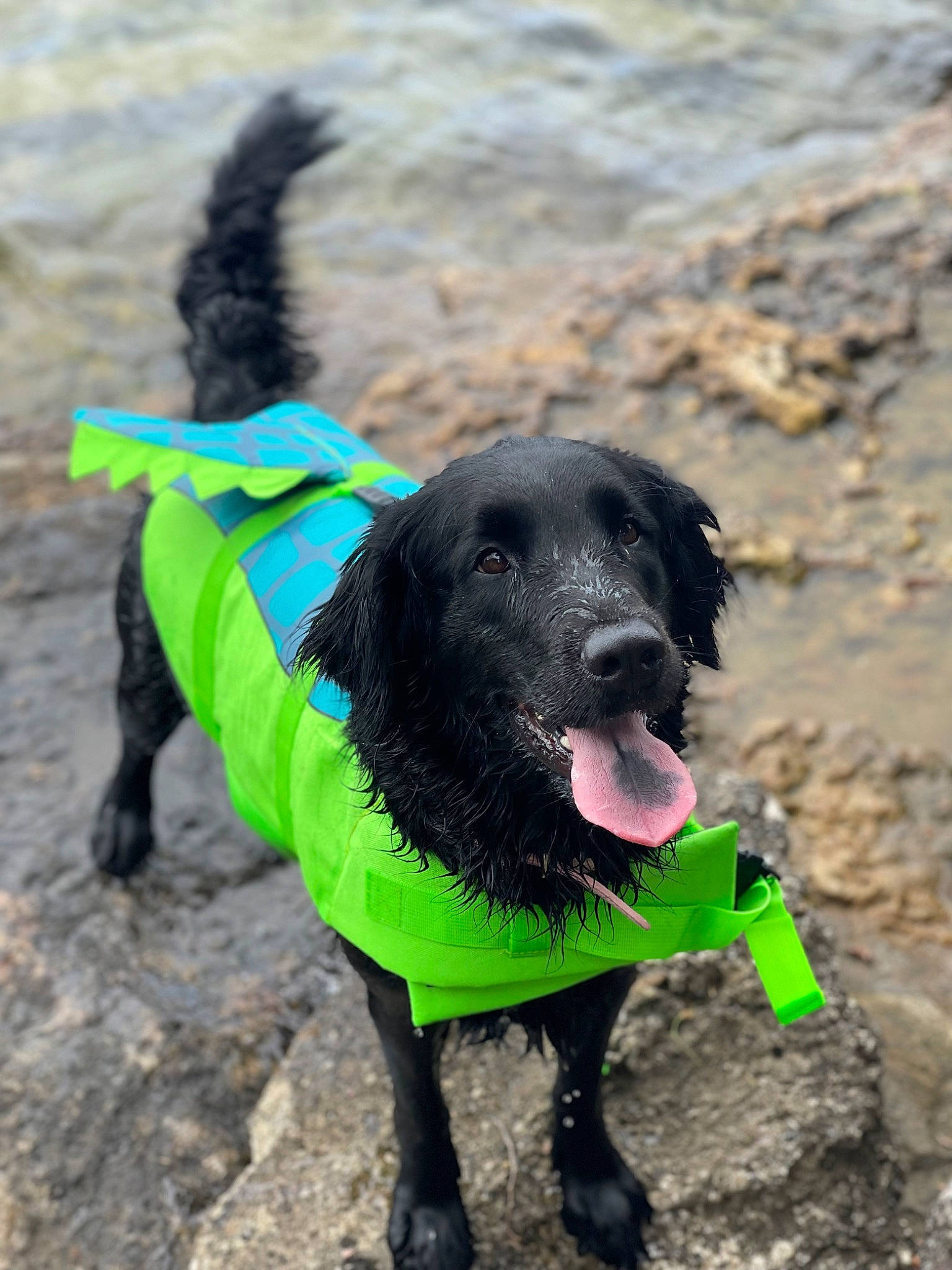 Khaleesi is registered to the contest to win money with this photo: animal_sports, canidae, carnivore, collar, companion_dog, dog, dog_breed, dog_collar, dog_sports, dog_supply, gun_dog, leash, pet_supply, recreation, retriever, snout, soil, sporting_group, tail, working_animal