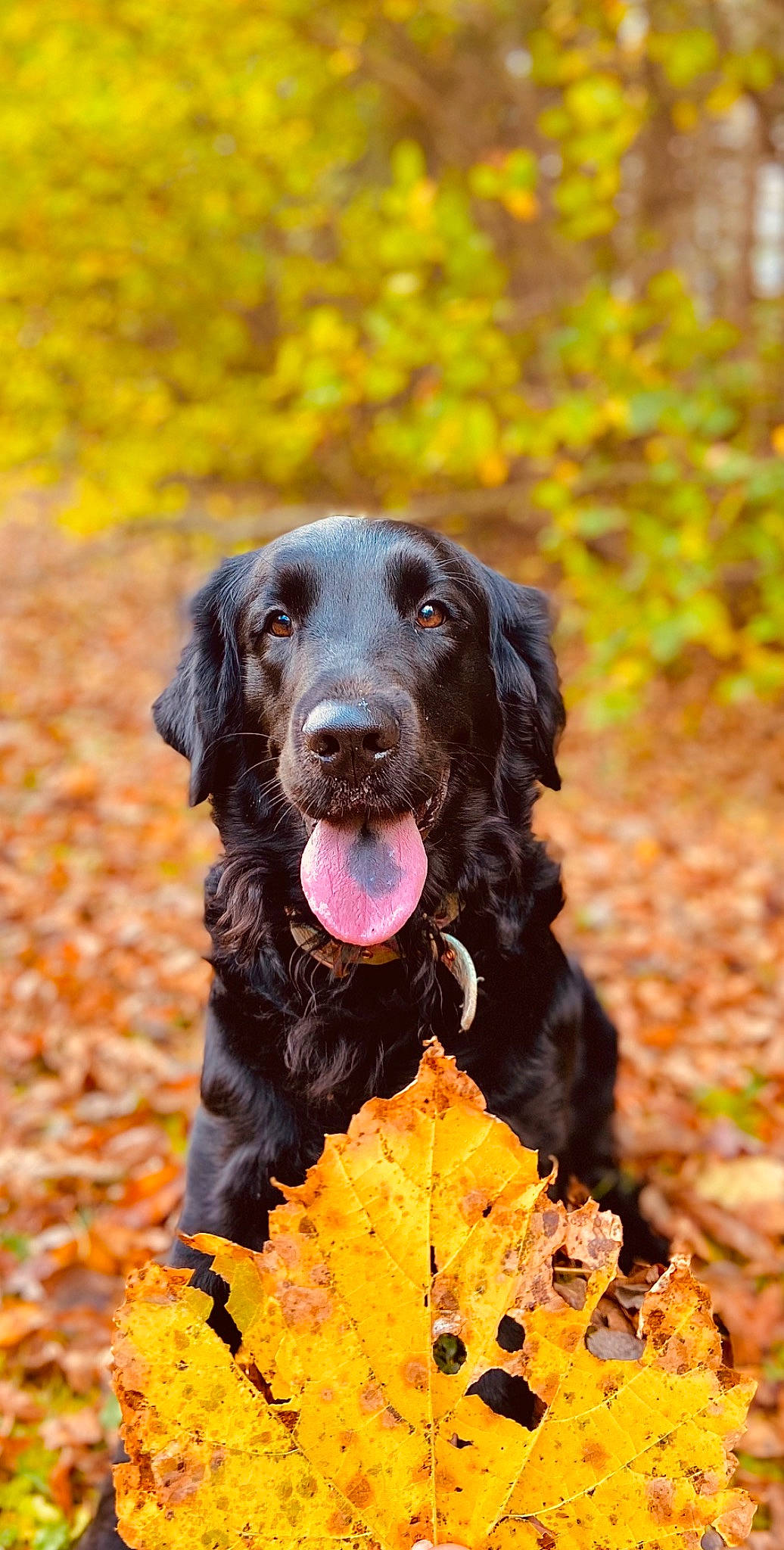 Khaleesi is registered to the contest to win money with this photo: autumn, canidae, carnivore, companion_dog, dog, dog_breed, fur, grass, gun_dog, hat, liver, plant, retriever, snout, spaniel, sporting_group, wood, working_animal, working_dog, yellow