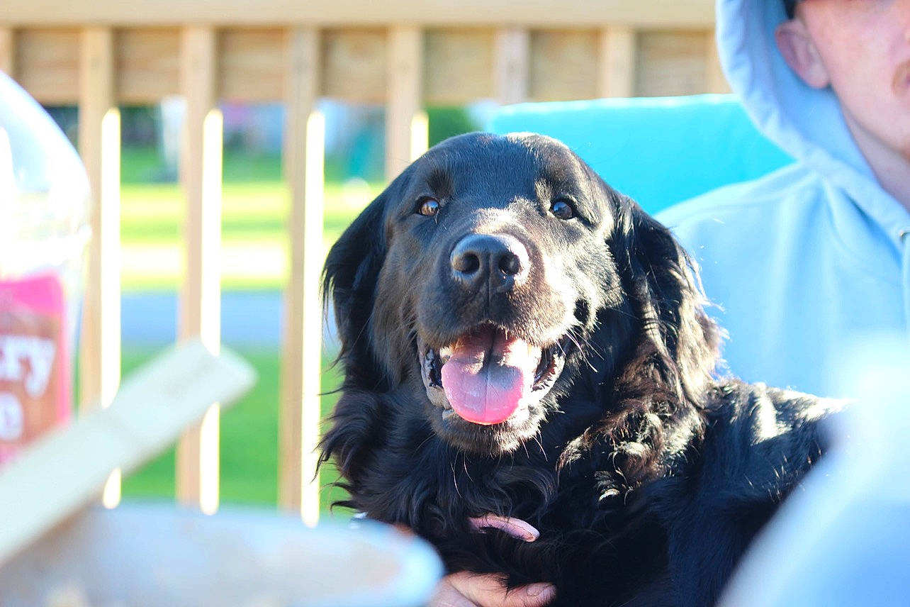 Khaleesi joined the competition — help win amazing prizes! canidae, cap, carnivore, companion_dog, dog, dog_breed, fence, fun, fur, grass, guard_dog, gun_dog, happy, hat, home_fencing, retriever, snout, sporting_group, working_animal, working_dog