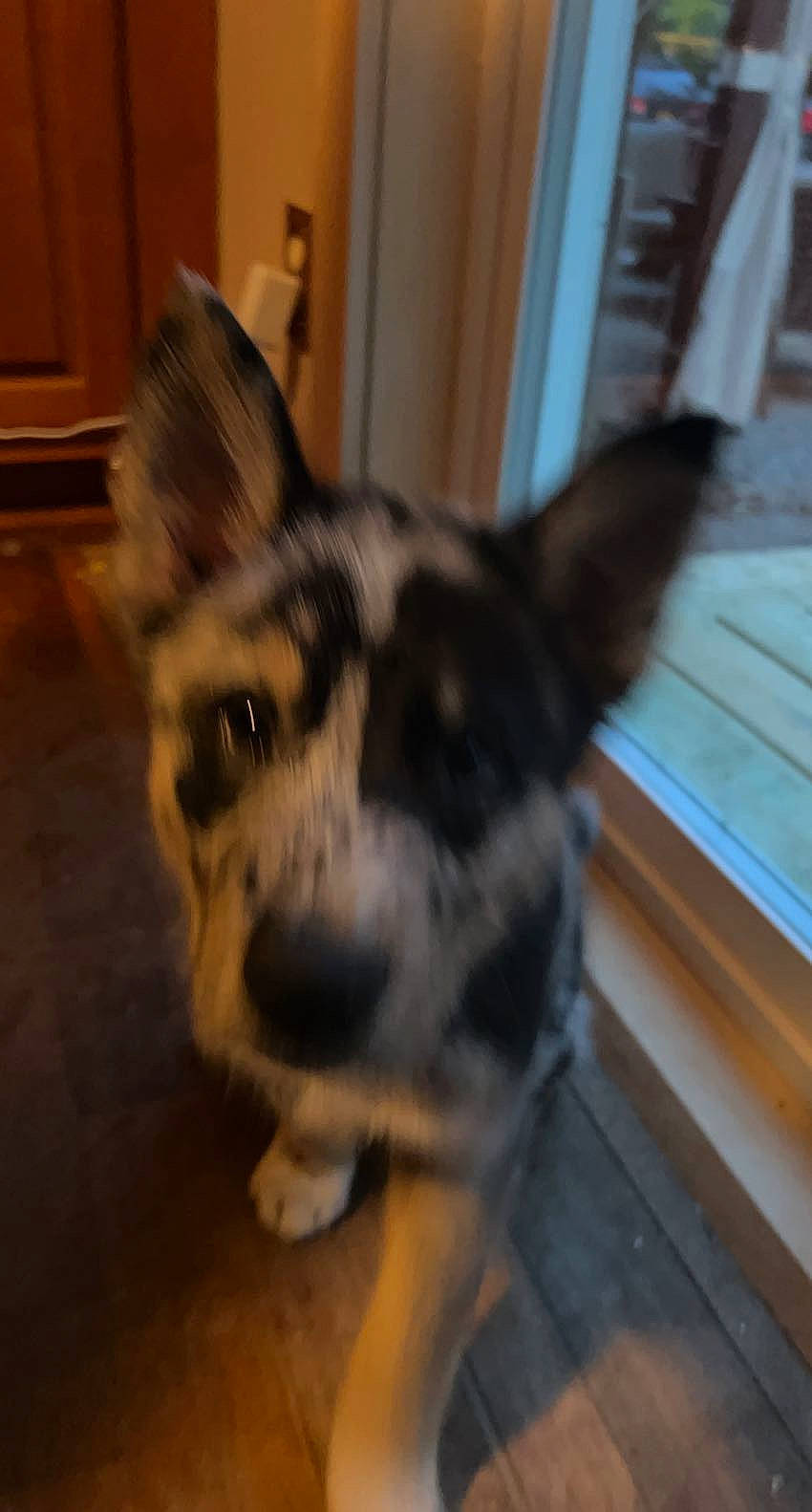 Diesel joined the competition — help win amazing prizes! canidae, carnivore, companion_dog, dog, dog_breed, dog_supply, door, ear, eye, fawn, flooring, fur, hardwood, snout, sporting_group, tail, terrestrial_animal, whiskers, wood, working_animal