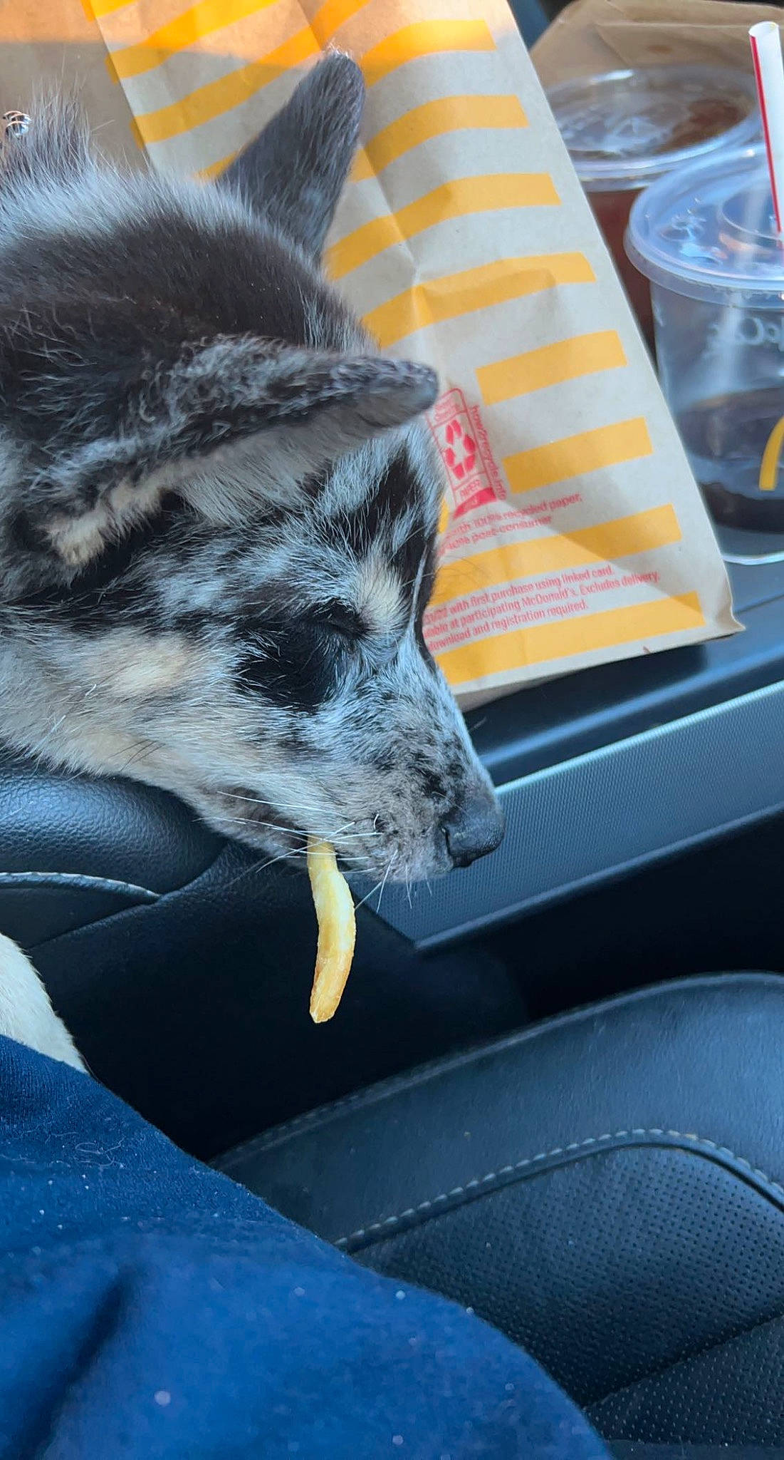 Diesel joined the competition — help win amazing prizes! australian_cattle_dog, automotive_exterior, canidae, carnivore, companion_dog, dog, dog_breed, fur, hood, motor_vehicle, snout, sporting_group, terrestrial_animal, vehicle, vehicle_door, whiskers, windscreen_wiper, windshield, wolf, working_animal