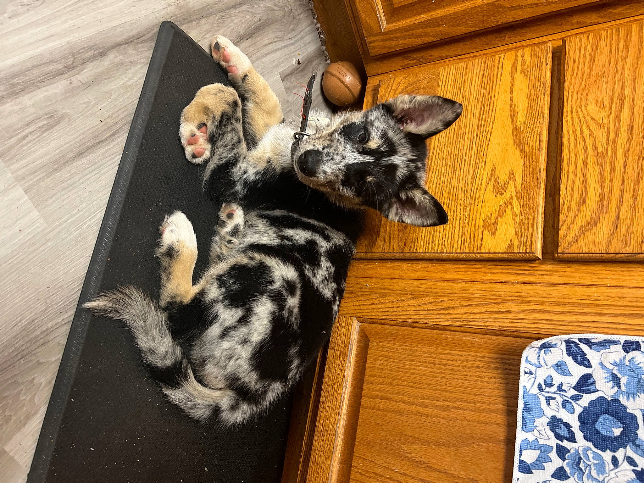 Diesel is registered to the contest to win money with this photo: canidae, carnivore, comfort, companion_dog, dog_breed, domestic_short_haired_cat, ear, fawn, felidae, flooring, fur, hardwood, room, small_to_medium_sized_cats, snout, sporting_group, tail, toy_dog, whiskers, wood