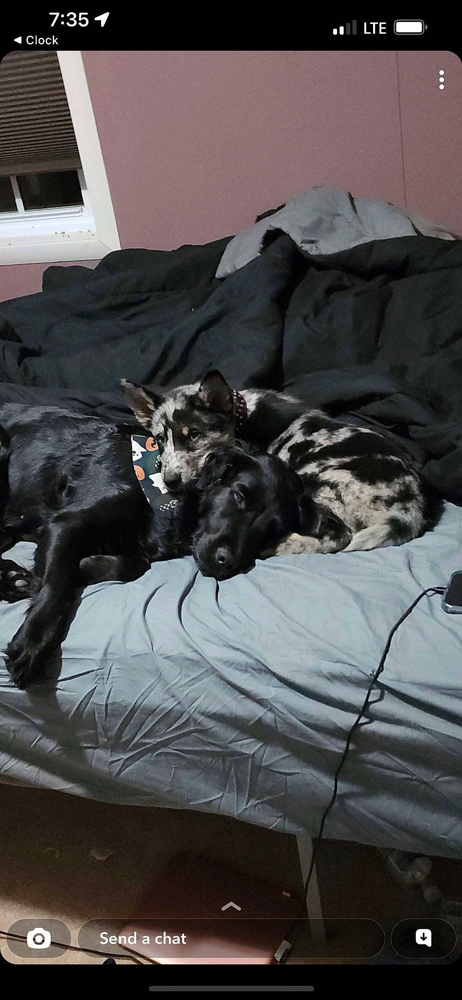 Diesel is registered to the contest to win money with this photo: art, bed, bedding, carnivore, comfort, companion_dog, couch, dog, dog_breed, dog_supply, fur, grey, guard_dog, linens, room, sporting_group, tail, toy_dog, whiskers, working_animal