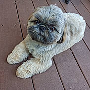 Bruno is registered to the contest to win money with this photo: dog, pet, fluffy, shih_tzu, groomed, fur, animal, outdoor, wooden_deck, brown, cute, lying_down, looking_up, small_dog, companion, domestic_animal, portrait, friendly, adorable, resting