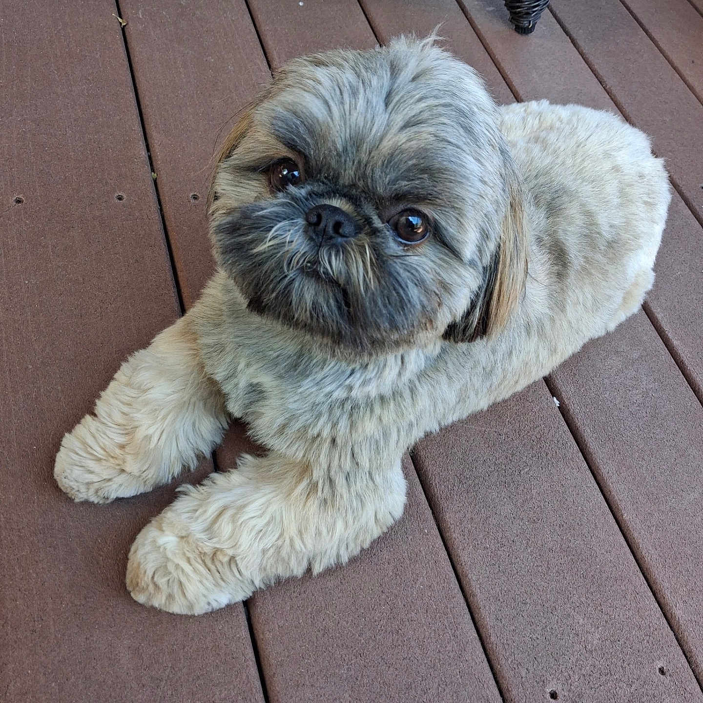 Bruno