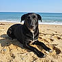 animal, beach, black_dog, canine, coast, daytime, dog, lying_down, nature, ocean, outdoor, pet, relaxed, sand, sea, shore, sunlight, sunny, water, waves