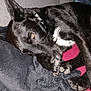 dog, black_dog, pet, animal, lying_down, blanket, cozy, relaxed, paw, fur, indoor, resting, close_up, canine, sleepy, collar, soft_texture, companion, domestic_animal, comfort