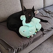 Maya a rejoint le concours — aidez-le/la à gagner de superbes lots ! dog, black_dog, plush_toy, dinosaur_plush, couch, gray_couch, indoor, pet, toy, cozy, relaxed, floor_tiles, living_room, comfort, animal, fur, cute, home, resting, playful