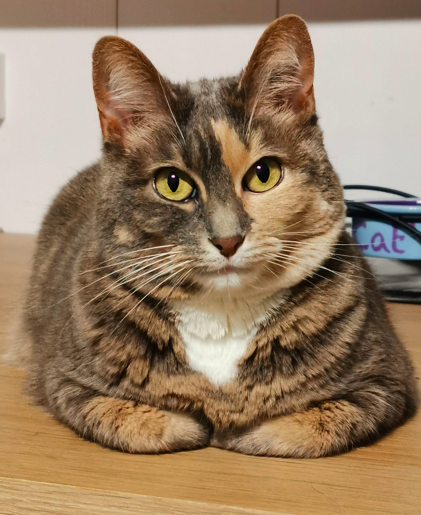 Olympe a rejoint le concours — aidez-le/la à gagner de superbes lots ! aegean_cat, american_bobtail, american_shorthair, american_wirehair, asian, australian_mist, carnivore, cat, domestic_short_haired_cat, dragon_li, european_shorthair, felidae, kitten, mammal, small_to_medium_sized_cats, tabby_cat, vertebrate, whiskers