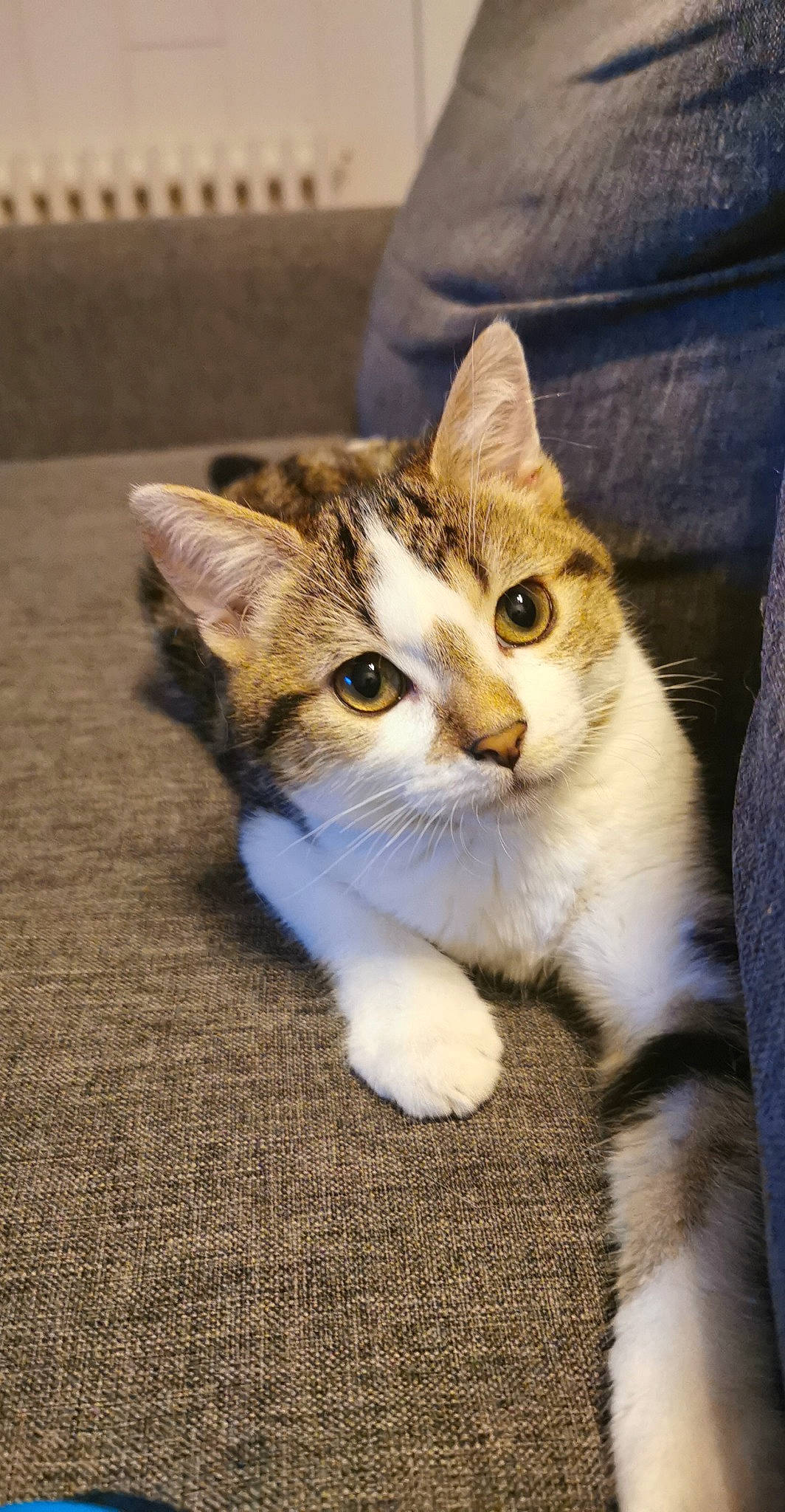 Redbull participe au concours pour gagner de l'argent avec cette photo : carnivore, cat, comfort, domestic_short_haired_cat, eye, felidae, fur, paw, sitting, small_to_medium_sized_cats, snout, whiskers, window