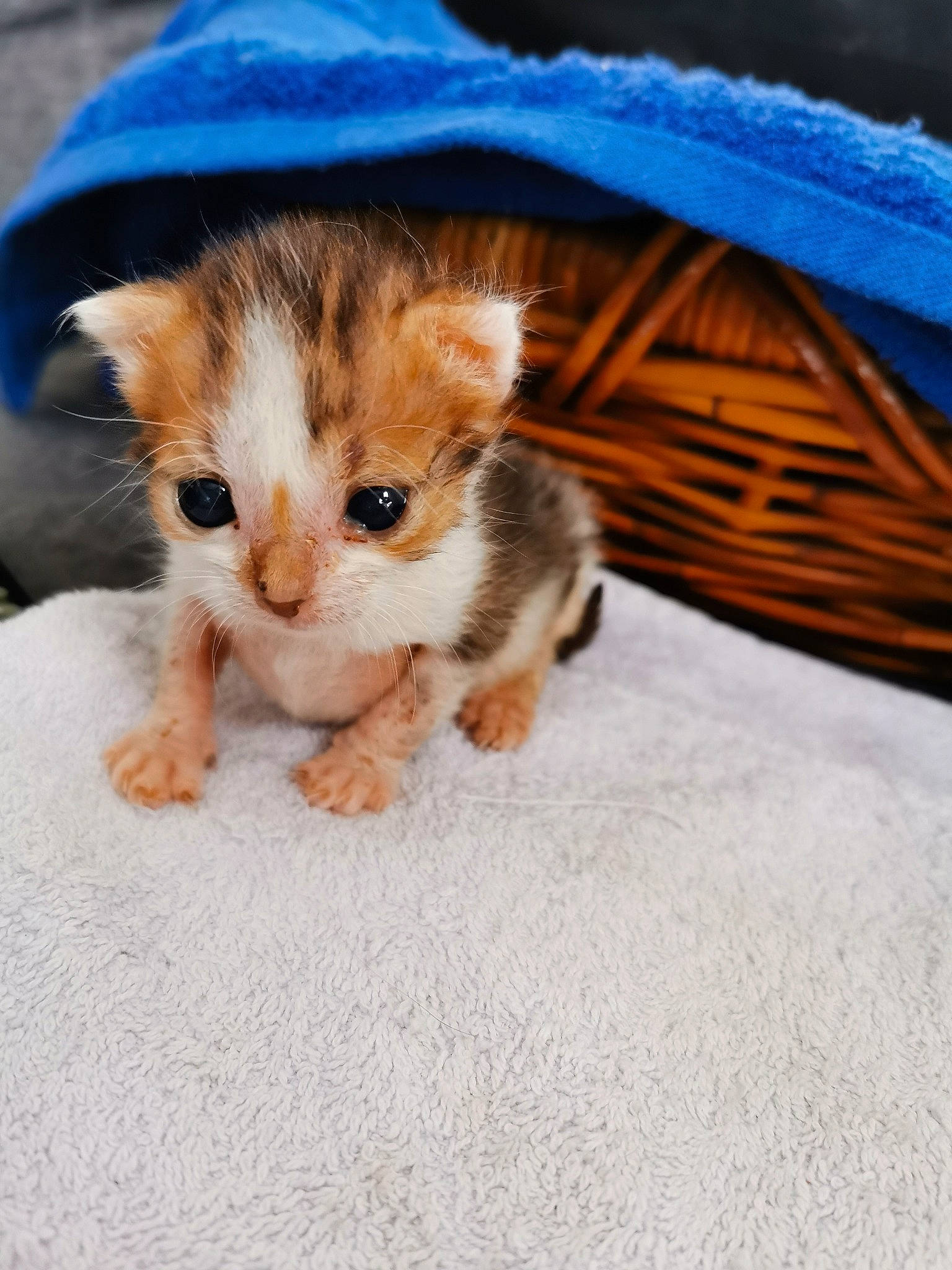 Redbull a rejoint le concours — aidez-le/la à gagner de superbes lots ! canidae, carnivore, cat, claw, comfort, domestic_short_haired_cat, fawn, felidae, foot, fur, paw, photo_caption, puppy, small_to_medium_sized_cats, snout, tail, terrestrial_animal, whiskers, wildlife, wood