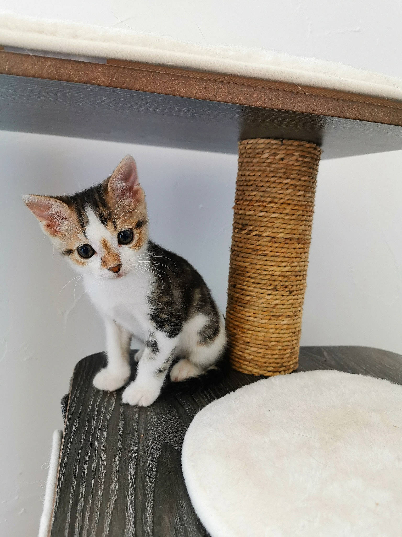 Redbull a rejoint le concours — aidez-le/la à gagner de superbes lots ! carnivore, cat, cat_supply, chair, comfort, domestic_short_haired_cat, fawn, felidae, fur, hardwood, outdoor_furniture, paw, pet_supply, rectangle, shelf, small_to_medium_sized_cats, table, tail, whiskers, wood