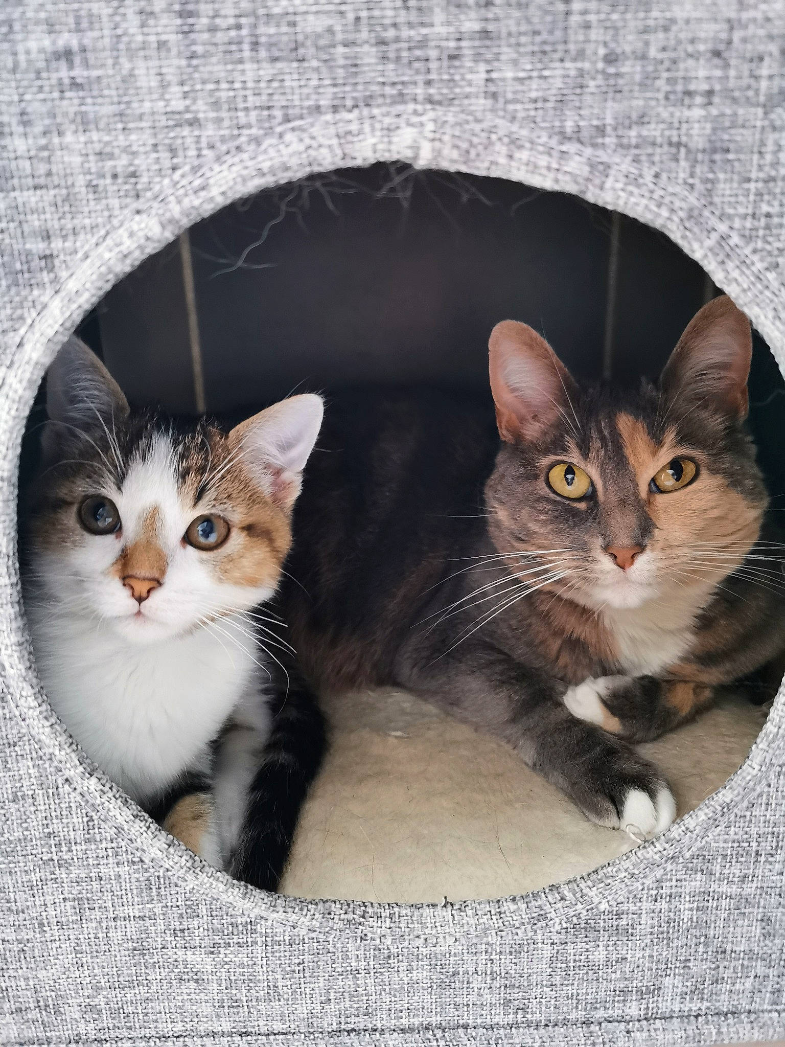 Redbull a rejoint le concours — aidez-le/la à gagner de superbes lots ! box, carnivore, cat, claw, domestic_short_haired_cat, fawn, felidae, fur, paw, photo_caption, sitting, small_to_medium_sized_cats, snout, tail, whiskers, window