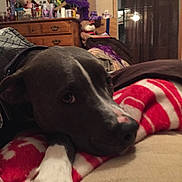 Tiberius Mephistopheles is registered to the contest to win money with this photo: