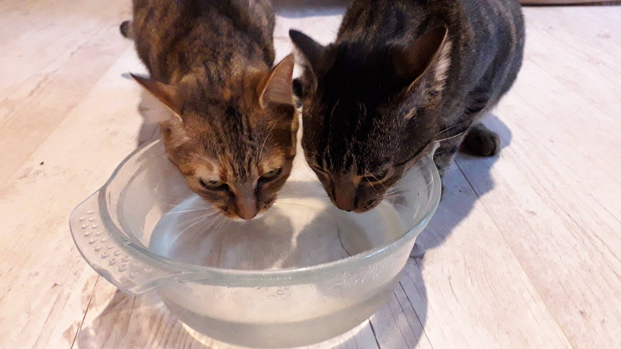 Orage participe au concours pour gagner de l'argent avec cette photo : animal_feed, bowl, carnivore, cat, cat_food, cat_supply, domestic_short_haired_cat, drinking_water, eating, felidae, kitchen_utensil, mixing_bowl, pet_food, pet_supply, serveware, small_animal_food, small_to_medium_sized_cats, snout, vertebrate, whiskers