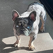 Diesel is registered to the contest to win money with this photo: french_bulldog, dog, blue_eyes, standing, indoor, tile_floor, shadow, sunlight, pet, canine, animal, ears, short_hair, marbled_coat, alert, looking_up, domestic, mammal, companion, portrait
