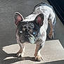 french_bulldog, dog, blue_eyes, standing, indoor, tile_floor, shadow, sunlight, pet, canine, animal, ears, short_hair, marbled_coat, alert, looking_up, domestic, mammal, companion, portrait