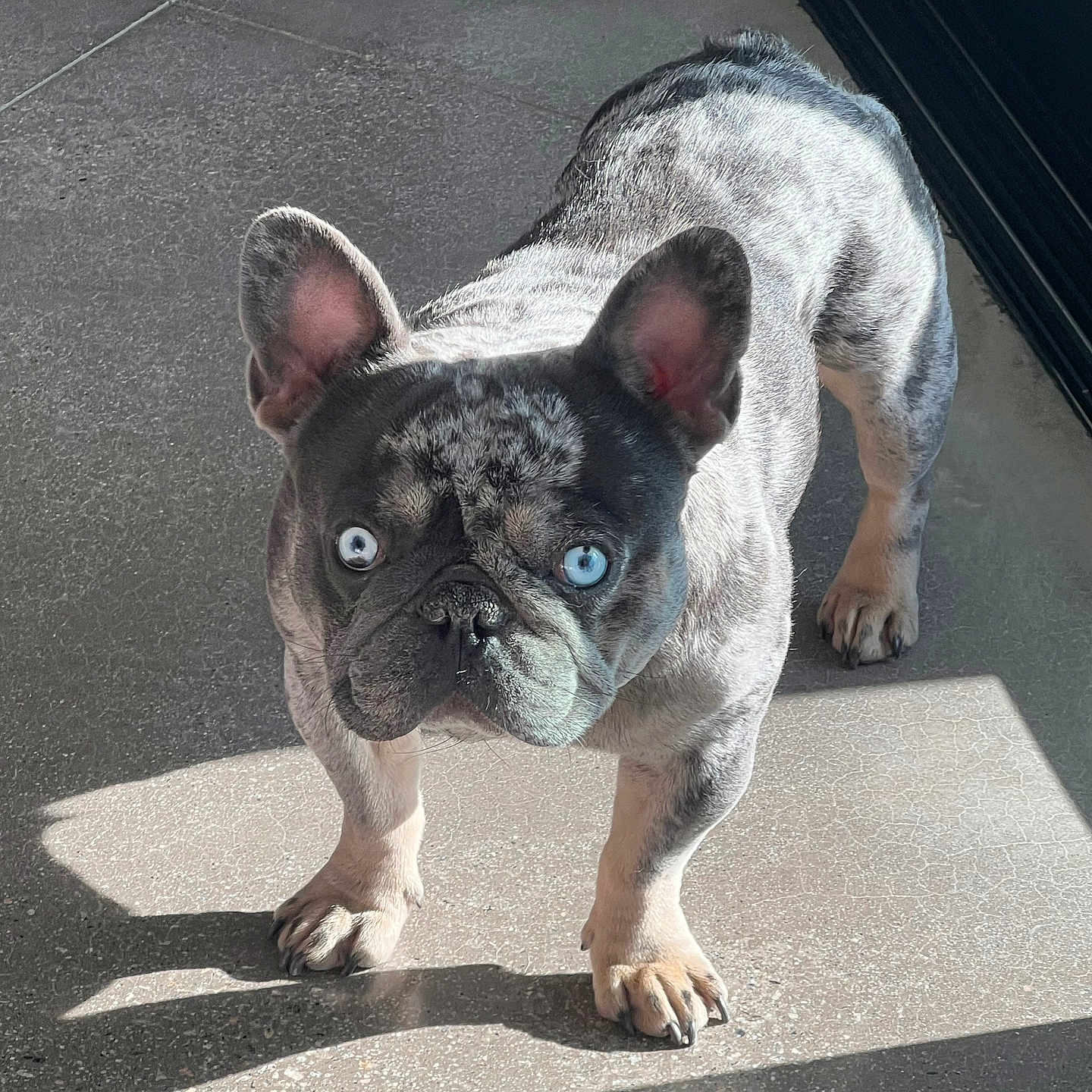 Diesel is registered to the contest to win money with this photo: alert, animal, blue_eyes, canine, companion, dog, domestic, ears, french_bulldog, indoor, looking_up, mammal, marbled_coat, pet, portrait, shadow, short_hair, standing, sunlight, tile_floor