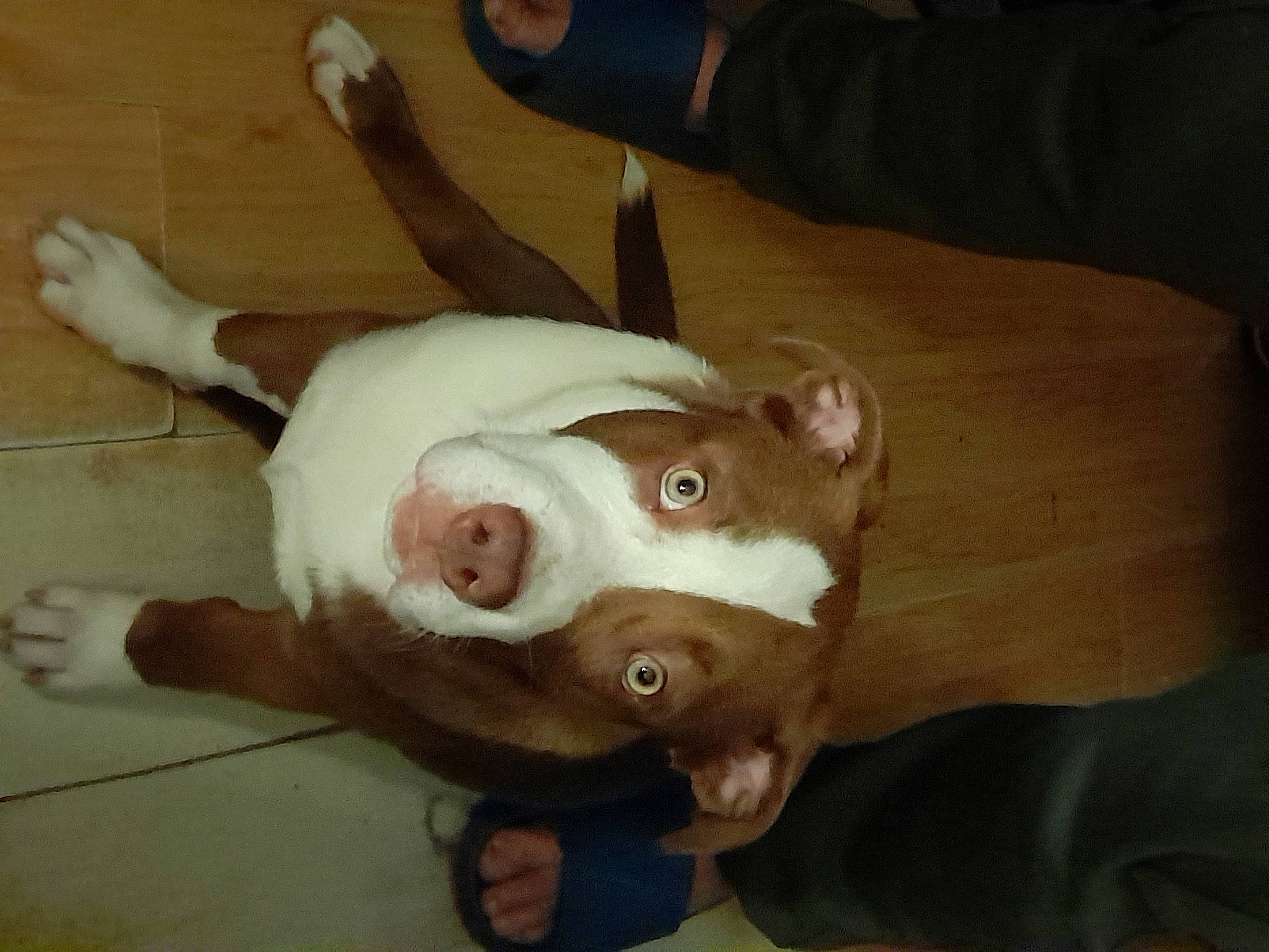 Sunny participe au concours pour gagner de l'argent avec cette photo : canidae, carnivore, companion_dog, dog, dog_breed, ear, fawn, fur, gesture, hardwood, jaw, paw, snout, sporting_group, tail, terrestrial_animal, toy, whiskers, wood, working_animal