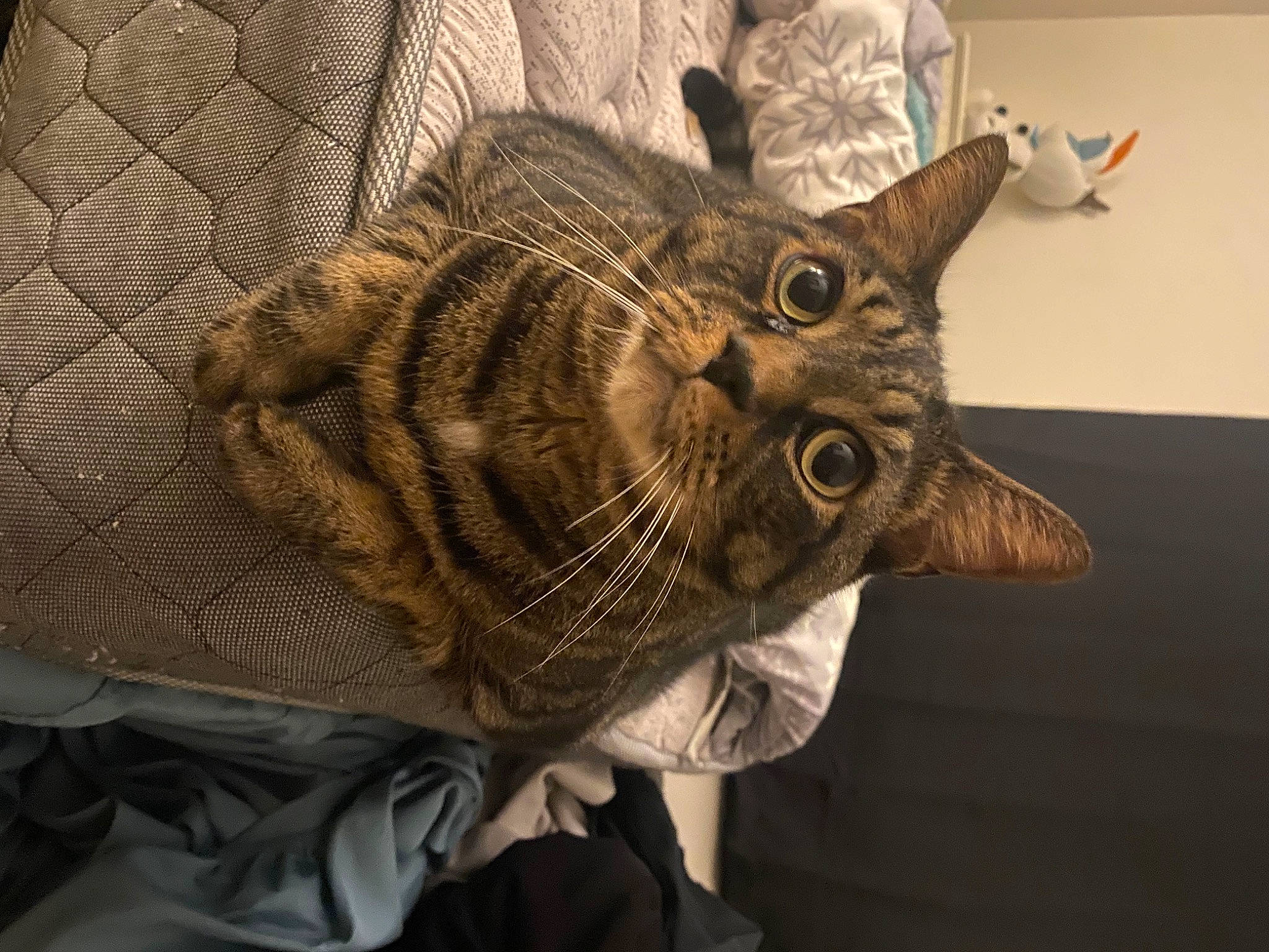 Captain joined the competition — help win amazing prizes! art, artifact, carving, creative_arts, eye, felidae, fish, fur, human_body, jaw, metal, personal_protective_equipment, sculpture, snout, statue, tail, terrestrial_animal, thread, visual_arts, wood