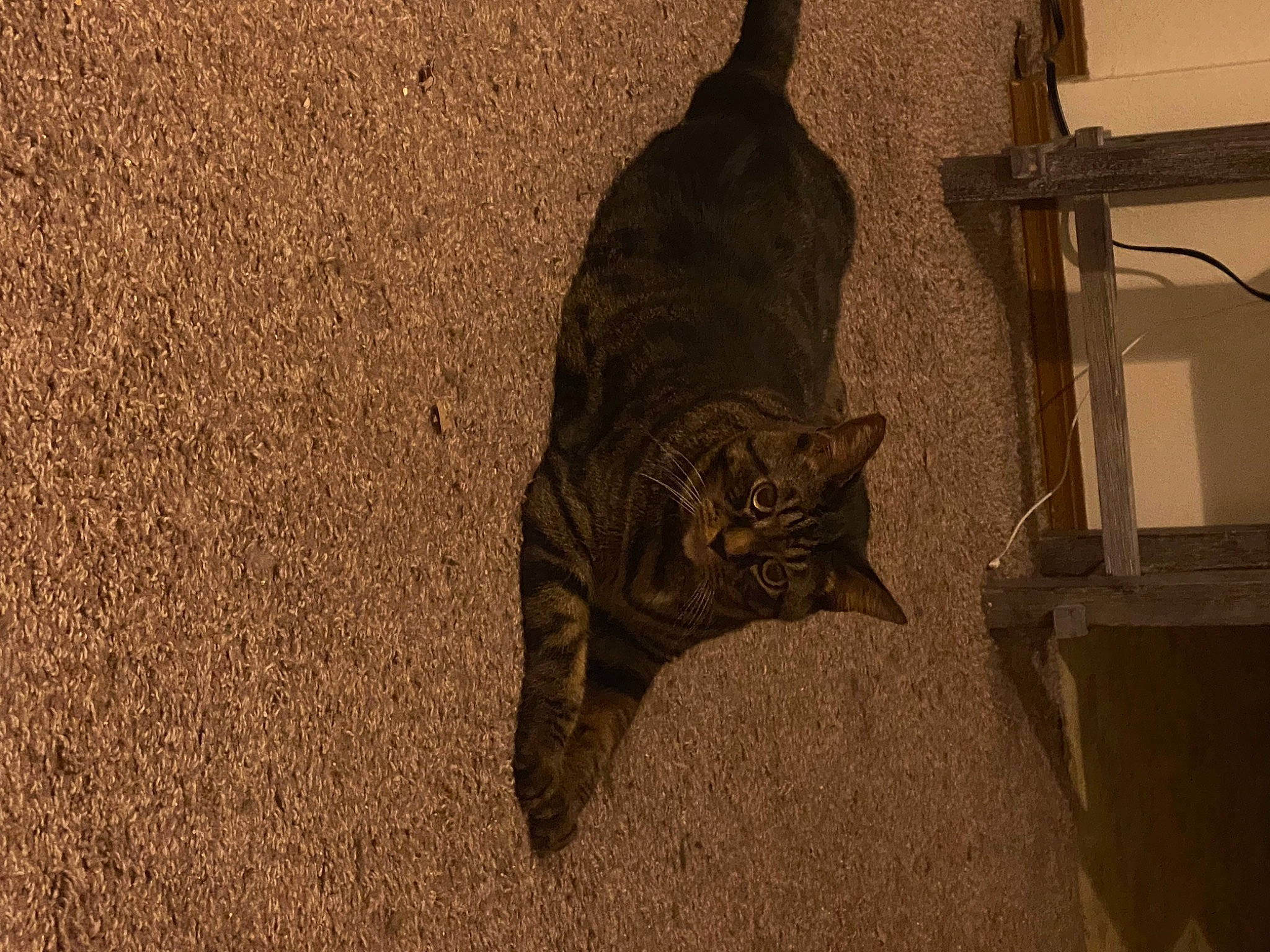 Captain is registered to the contest to win money with this photo: bat, black_cat, carnivore, cat, domestic_short_haired_cat, felidae, flooring, fur, grey, sand, shadow, small_to_medium_sized_cats, snout, soil, tail, terrestrial_animal, tints_and_shades, whiskers, window, wood