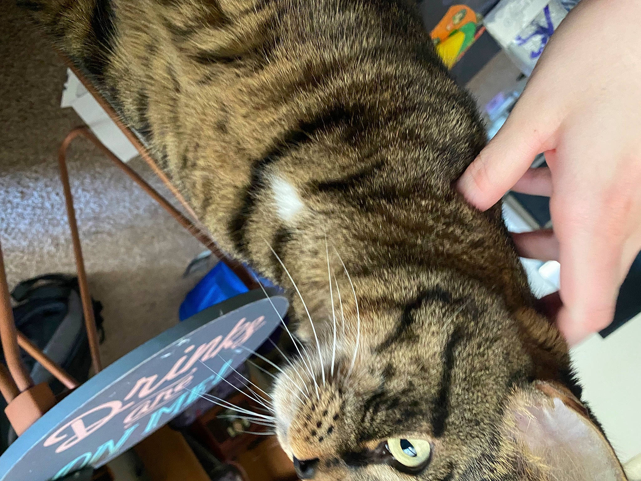 Captain joined the competition — help win amazing prizes! carnivore, cat, claw, domestic_short_haired_cat, ear, electric_blue, eye, felidae, fur, nail, paw, small_to_medium_sized_cats, snout, terrestrial_animal, whiskers