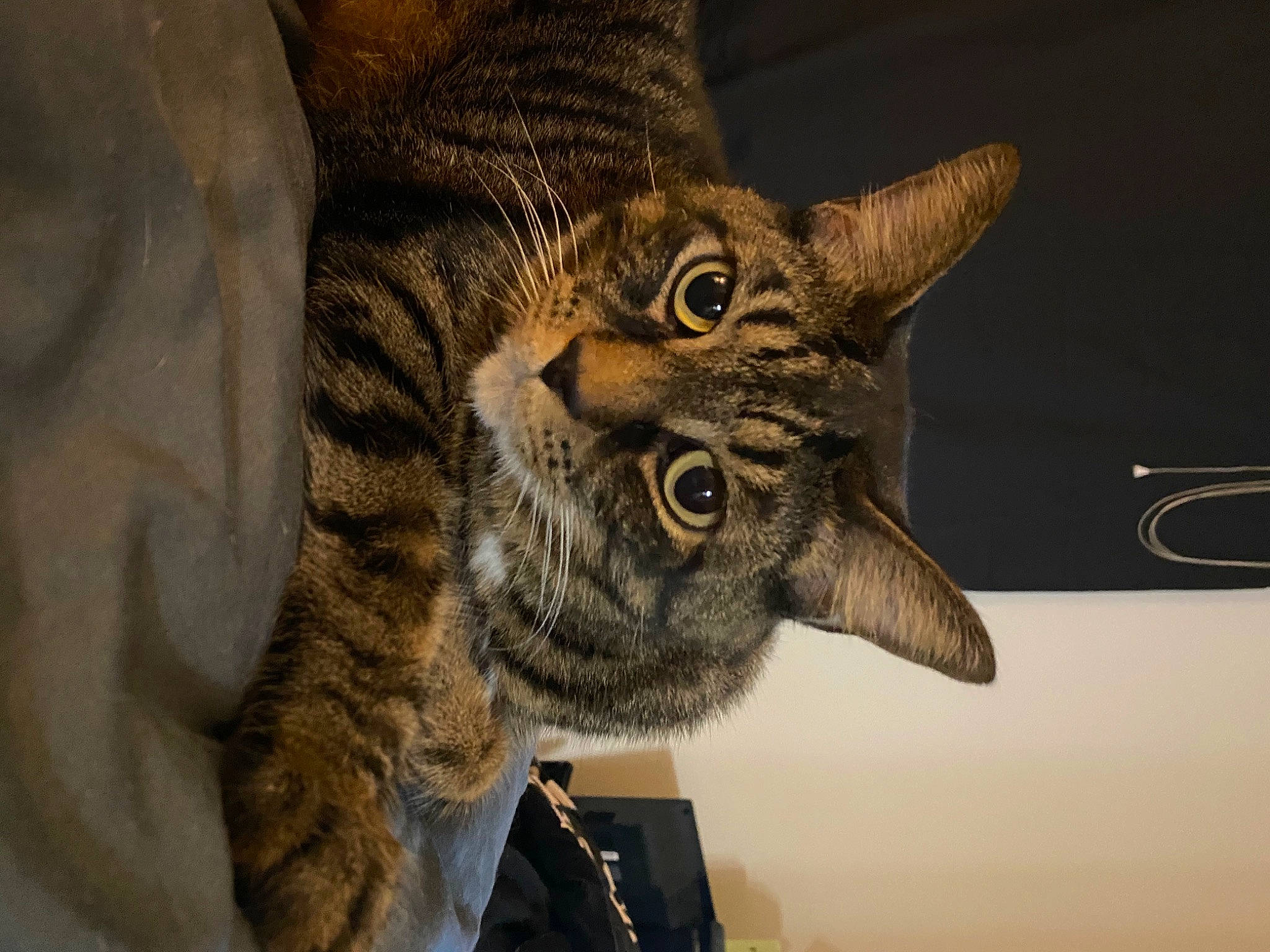 Captain joined the competition — help win amazing prizes! art, bobcat, carnivore, cat, claw, domestic_short_haired_cat, ear, eye, felidae, fur, head, lynx, paw, small_to_medium_sized_cats, snout, tail, terrestrial_animal, whiskers, wildlife