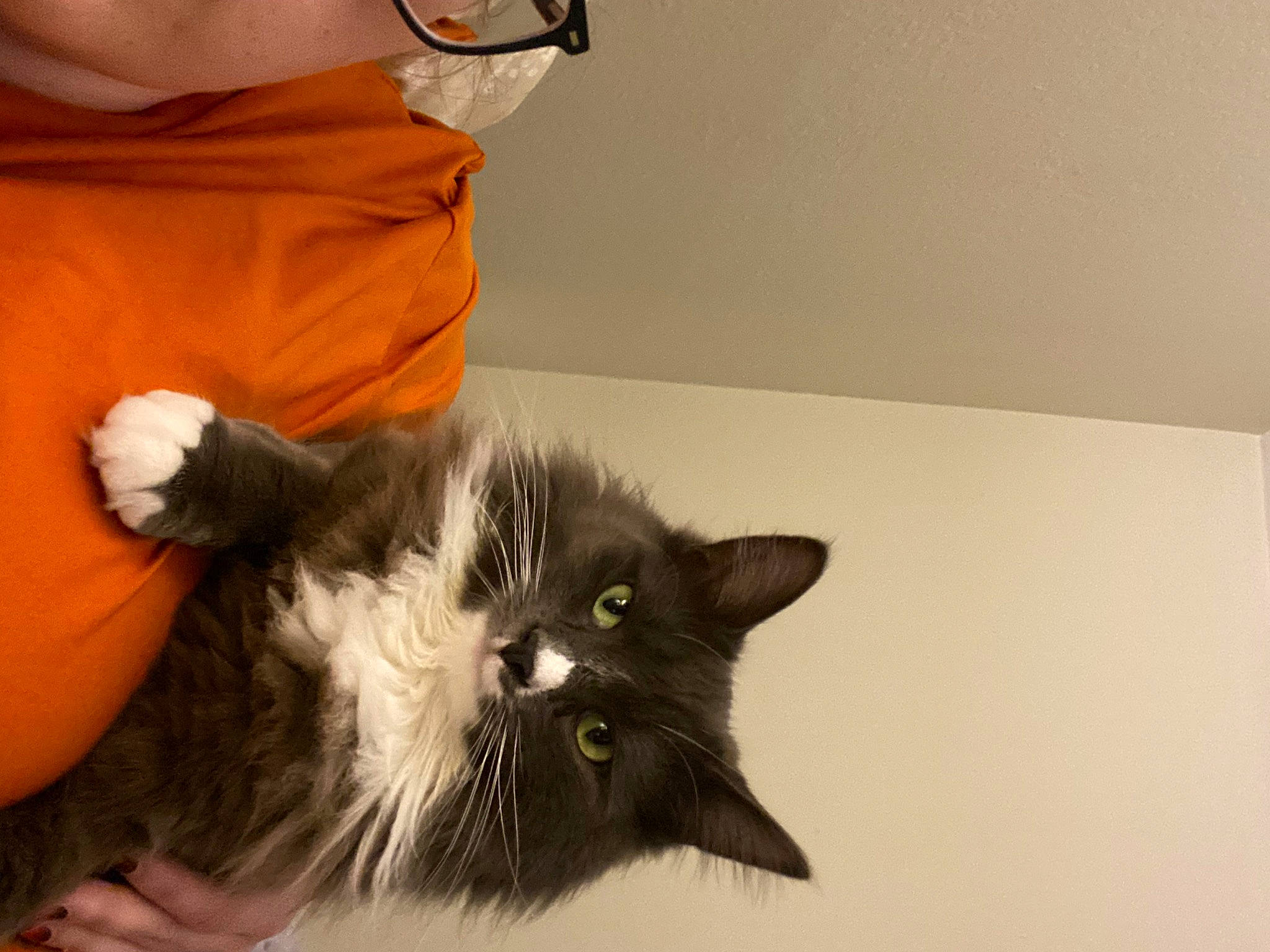 Boynton joined the competition — help win amazing prizes! black_cat, carnivore, cat, claw, comfort, domestic_short_haired_cat, felidae, finger, foot, fur, gesture, lap, paw, room, small_to_medium_sized_cats, snout, tail, whiskers