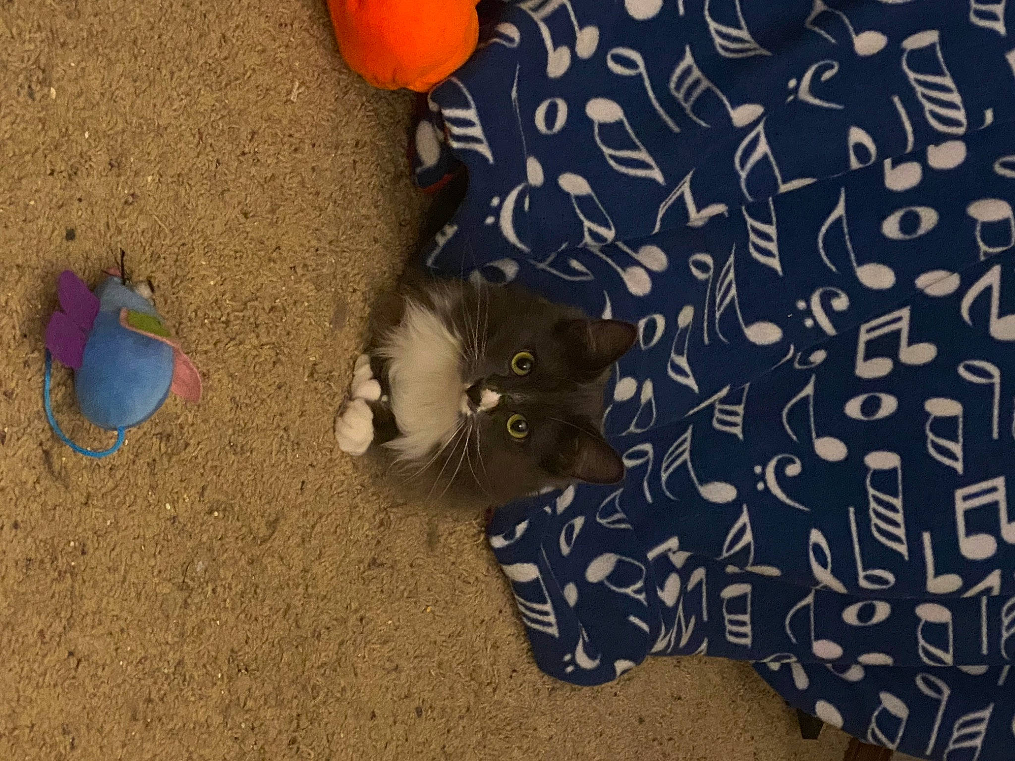 Boynton is registered to the contest to win money with this photo: asphalt, carnivore, cat, domestic_short_haired_cat, electric_blue, fawn, felidae, flooring, foot, fur, human_leg, natural_foods, pattern, paw, road_surface, small_to_medium_sized_cats, soil, tail, whiskers, wood