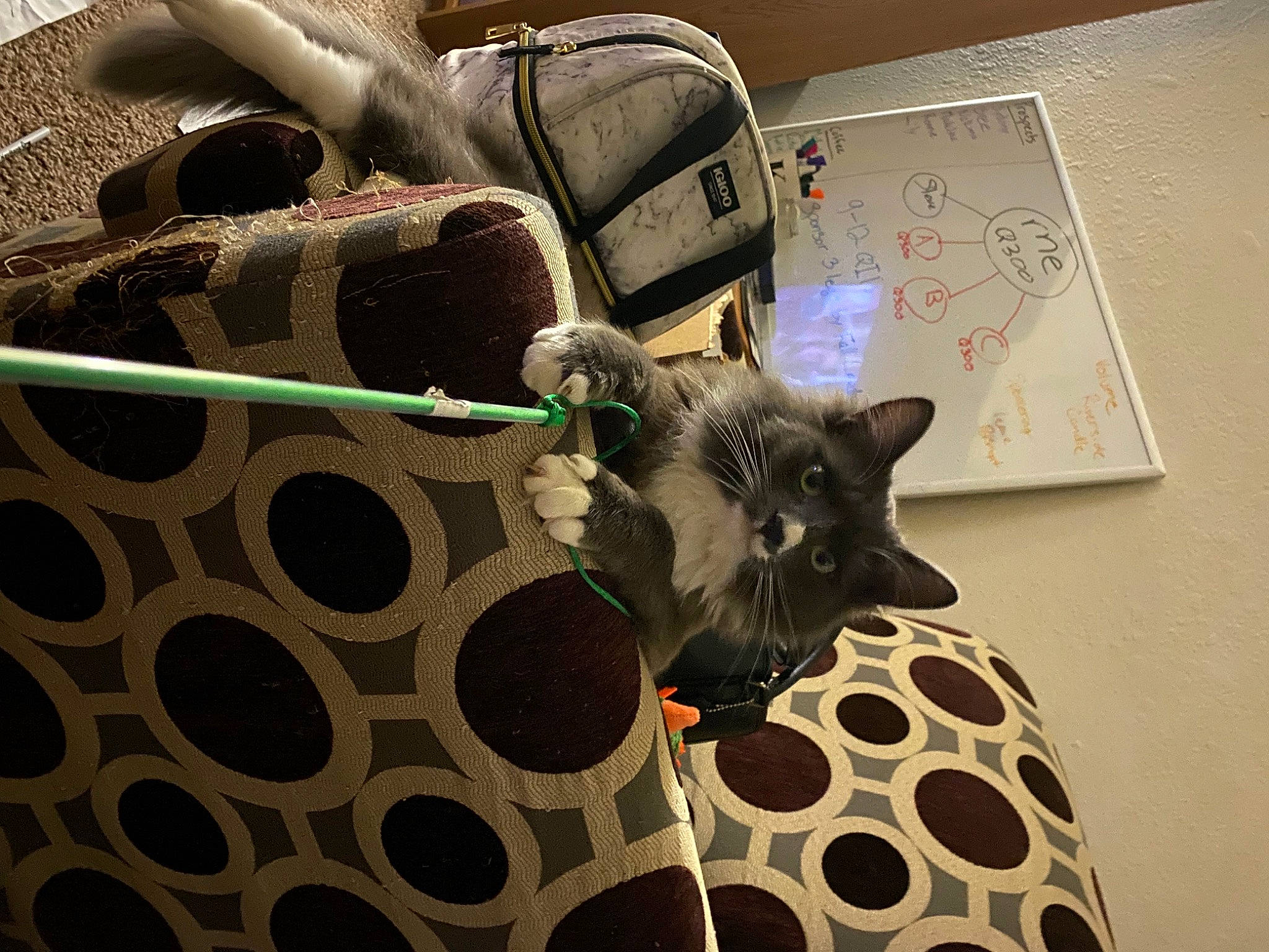 Boynton is registered to the contest to win money with this photo: backpack, bag, black, carnivore, cat, comfort, design, domestic_short_haired_cat, felidae, fur, grey, hat, luggage_and_bags, mammal, pattern, personal_protective_equipment, small_to_medium_sized_cats, vertebrate, whiskers, white