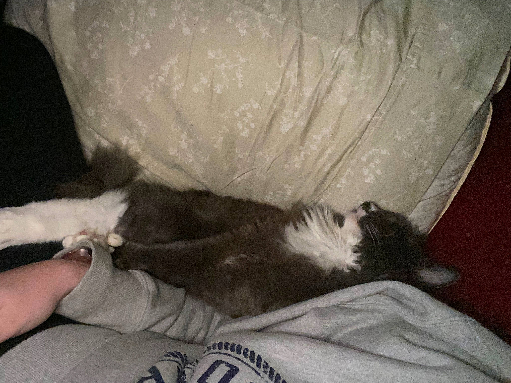 Boynton joined the competition — help win amazing prizes! bed, canidae, carnivore, cat, comfort, companion_dog, dog_breed, felidae, foot, fur, grey, human_leg, linens, nap, paw, small_to_medium_sized_cats, snout, sporting_group, tail, whiskers