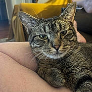 Moses is registered to the contest to win money with this photo: cat, tabby_cat, pet, animal, feline, closeup, indoor, legs, relaxing, comfort, whiskers, fur, yellow_blanket, chair, home, cozy, domestic, resting, person, casual
