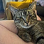 cat, tabby_cat, pet, animal, feline, closeup, indoor, legs, relaxing, comfort, whiskers, fur, yellow_blanket, chair, home, cozy, domestic, resting, person, casual