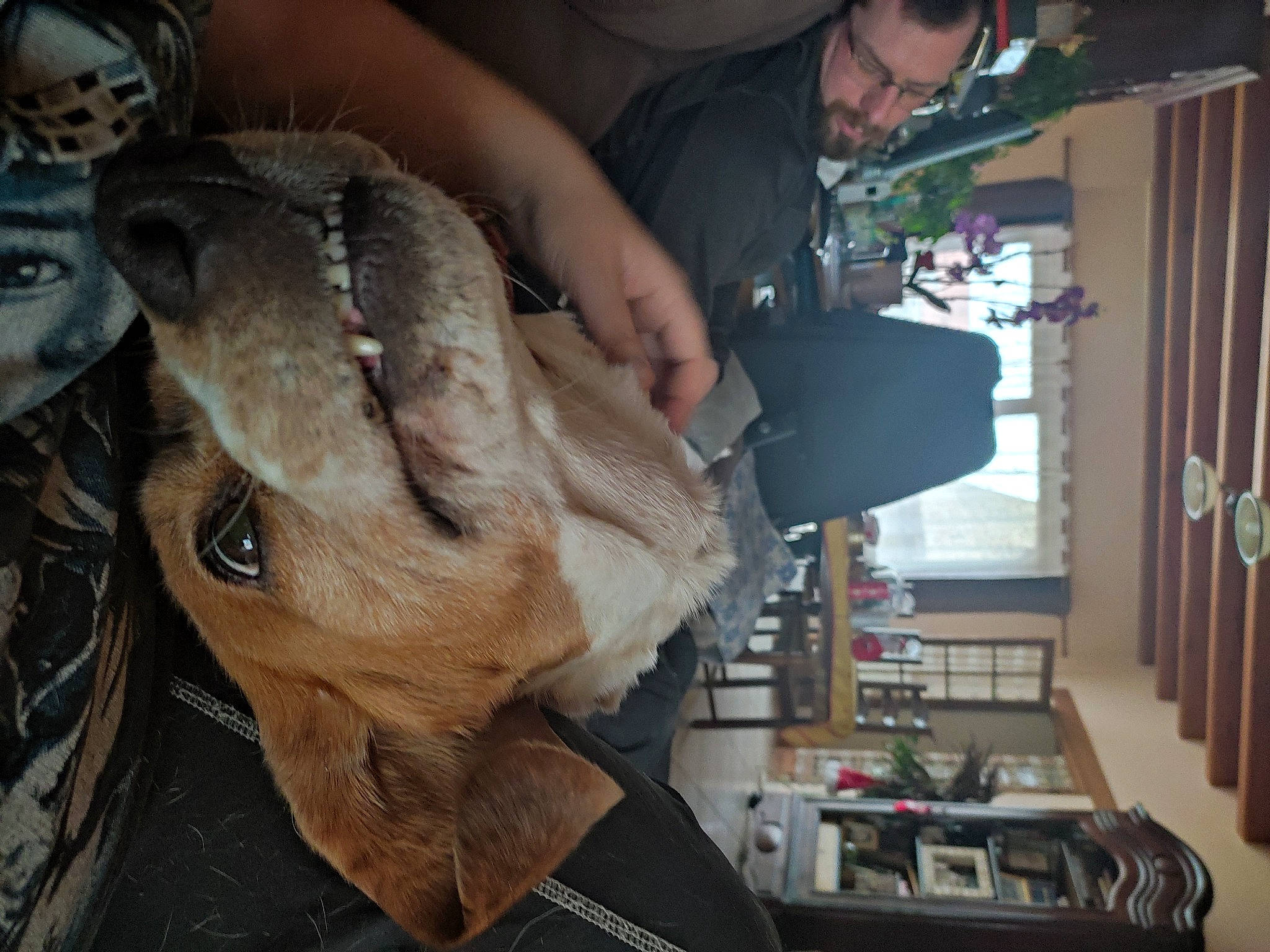 Jetset participe au concours pour gagner de l'argent avec cette photo : bookcase, canidae, carnivore, companion_dog, dog, dog_breed, door, ear, fawn, fun, fur, jaw, publication, selfie, shelf, snout, sporting_group, t_shirt, whiskers, working_animal