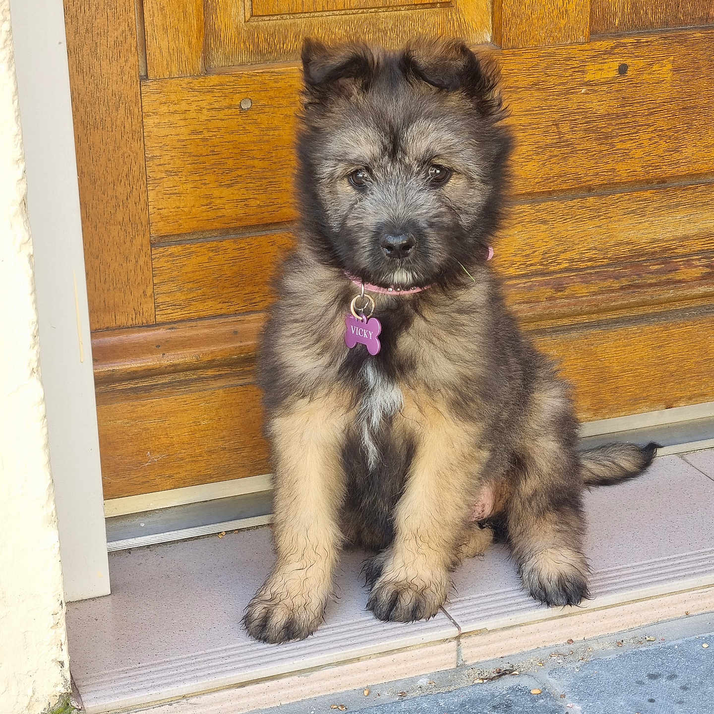 Vicky a rejoint le concours — aidez-le/la à gagner de superbes lots ! accessories, affenpinscher, animal, canine, dog, door, flagstone, foldingdoor, germanshepherd, hardwood, husky, path, pet, plywood, puppy, slate, strap, terrier, walkway, wood