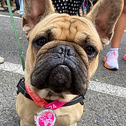 Thor a rejoint le concours — aidez-le/la à gagner de superbes lots ! accessories, adult, animal, baby, bag, bulldog, canine, child, clothing, dog, female, footwear, frenchbulldog, girl, handbag, male, man, person, pet, shoe