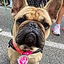 accessories, adult, animal, baby, bag, bulldog, canine, child, clothing, dog, female, footwear, frenchbulldog, girl, handbag, male, man, person, pet, shoe