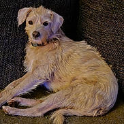 Max joined the competition — help win amazing prizes! dog, pet, canine, lounge, couch, fur, relaxed, indoors, animal, domestic, light_fur, texture, seated, companion, friendly, resting, cute, portrait, looking, home