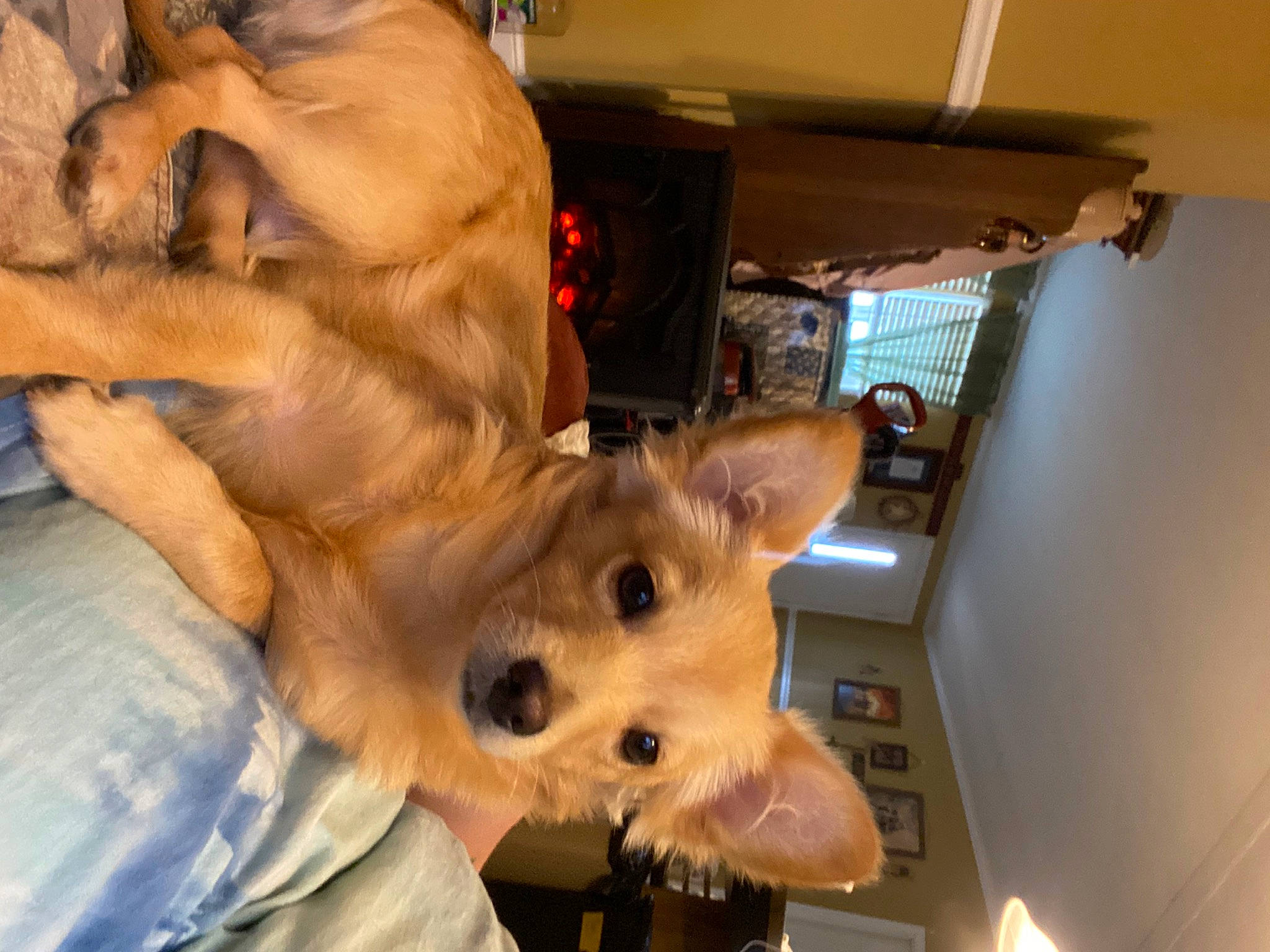 Boomer joined the competition — help win amazing prizes! canidae, carnivore, comfort, companion_dog, dog, dog_breed, ear, fawn, felidae, fur, guard_dog, non_sporting_group, paw, pomeranian, puppy, spitz, sporting_group, toy_dog, whiskers, working_animal