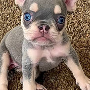 Mini Miracle joined the competition — help win amazing prizes! puppy, dog, blue_eyes, ears, carpet, cute, pet, animal, sitting, fur, small, young, adorable, looking, front_view, domestic_animal, mammal, whiskers, snout, nose