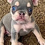 puppy, dog, blue_eyes, ears, carpet, cute, pet, animal, sitting, fur, small, young, adorable, looking, front_view, domestic_animal, mammal, whiskers, snout, nose