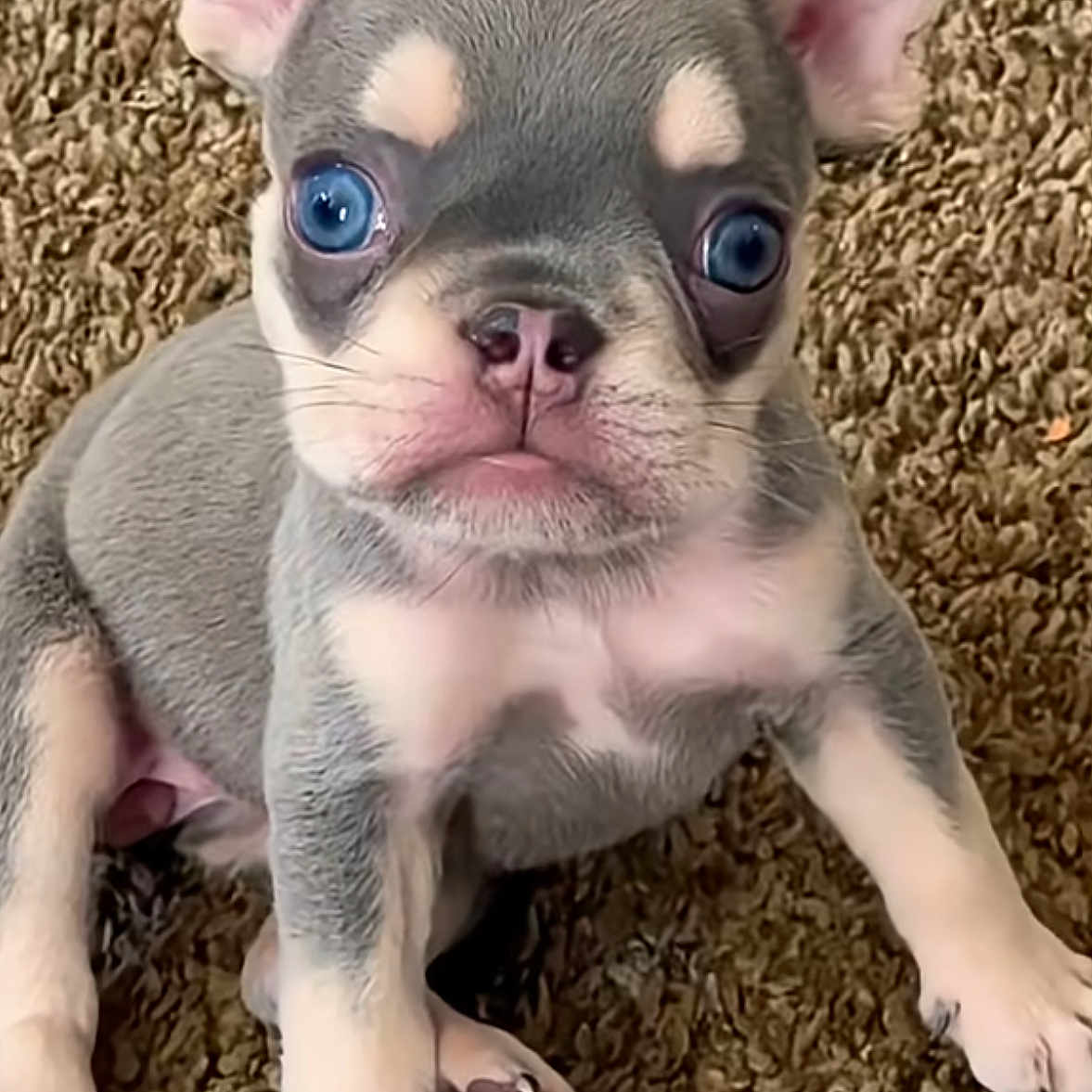 Mini Miracle joined the competition — help win amazing prizes! adorable, animal, blue_eyes, carpet, cute, dog, domestic_animal, ears, front_view, fur, looking, mammal, nose, pet, puppy, sitting, small, snout, whiskers, young