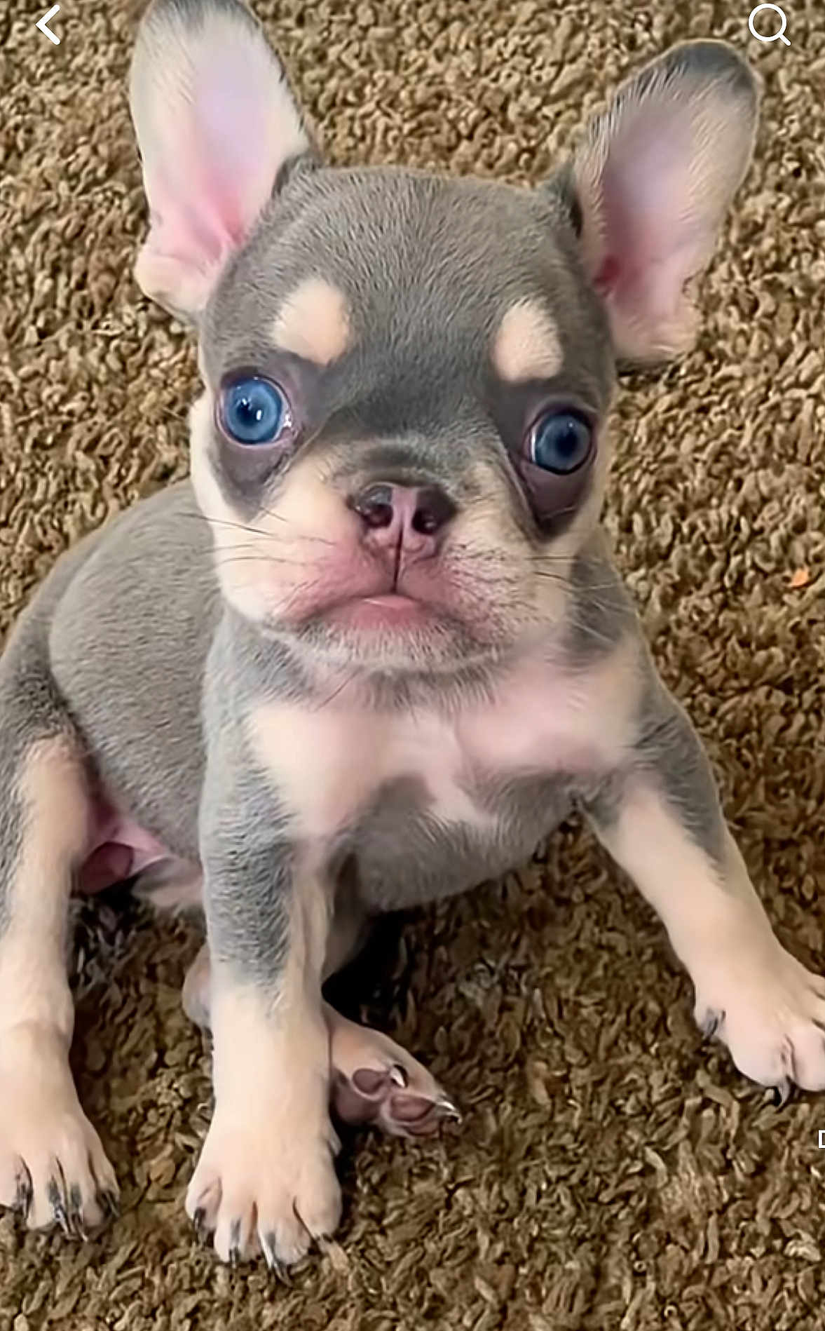 Mini Miracle joined the competition — help win amazing prizes! puppy, dog, blue_eyes, ears, carpet, cute, pet, animal, sitting, fur, small, young, adorable, looking, front_view, domestic_animal, mammal, whiskers, snout, nose