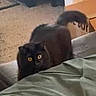 black_cat, cat, fluffy, golden_eyes, curled_tail, indoor, furniture, blanket, bed, cushion, portrait, pet, animal, looking_at_camera, alert, curious, dark_fur, home, cozy, funny
