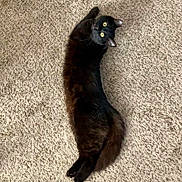 Lil Boy is registered to the contest to win money with this photo: black_cat, cat, feline, pet, animal, lying_down, stretched_out, carpet, indoor, home, golden_eyes, whiskers, ears, tail, fur, long_body, relaxed, portrait, floor, photography