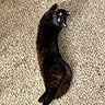 black_cat, cat, feline, pet, animal, lying_down, stretched_out, carpet, indoor, home, golden_eyes, whiskers, ears, tail, fur, long_body, relaxed, portrait, floor, photography